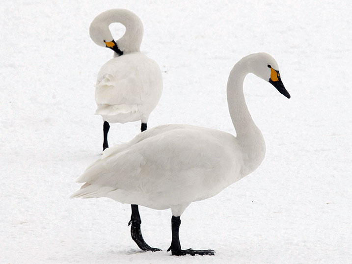 Winter wildlife activities at WWT Wetland Centres