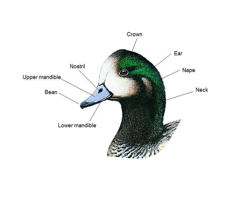 anatomical sketch of chiloe wigeon