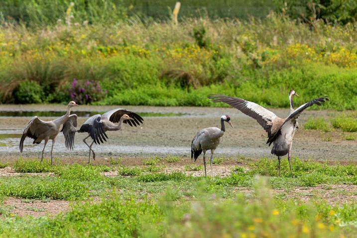 Survey reveals record number of UK's tallest bird