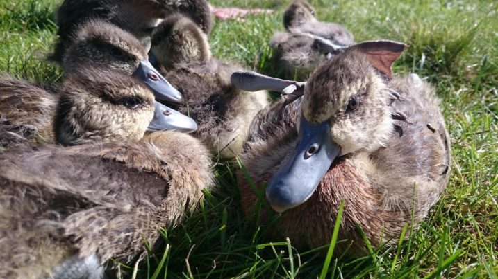 White face whistling ducklings