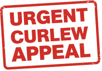 URGENT CURLEW APPEAL