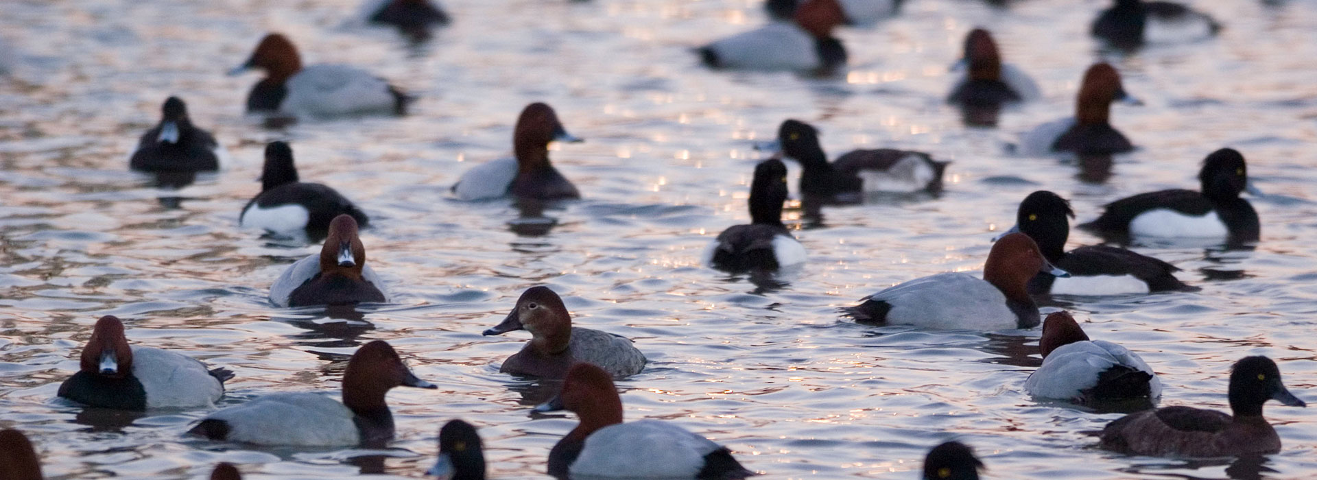 diver duck sounds diver duck sounds