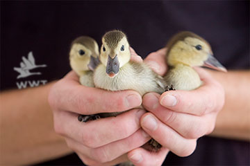 Saving the Madagascar pochard