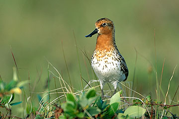 Spoon-billed sandpipers