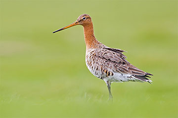 Black-tailed Godwits