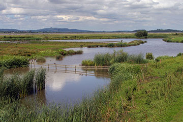 Wildlife At Slimbridge Wetland Centre WWT