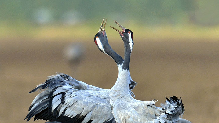 Common cranes