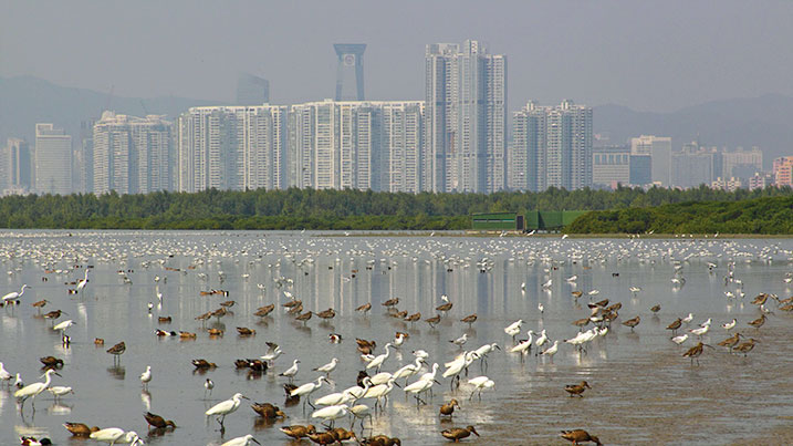 Wetlands in Hong Kong