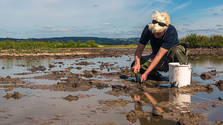 Taking core samples in a wetland