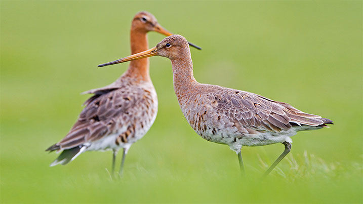 Black-tailed godwits