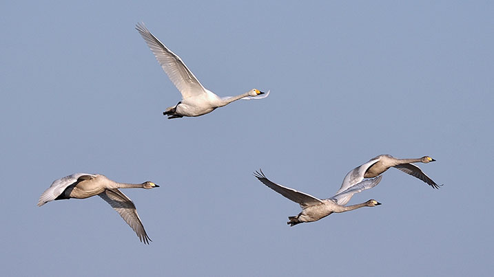 Whooper swans