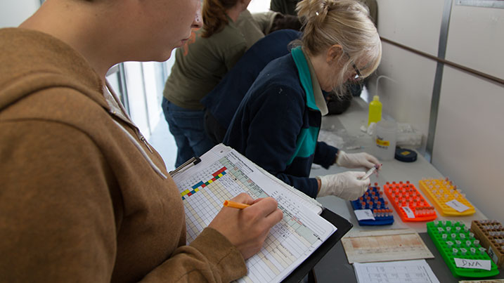 Working in a lab with samples from common cranes