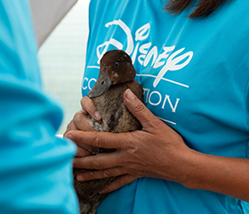 disney_mad_poch_280x240.jpg Conservationist holding a Madagascar pochard and wearing Disney Conservation Fund t-shirt at Lake Sofia breeding centre