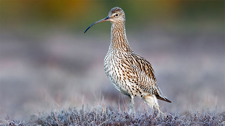 Curlew