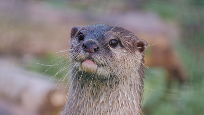 Asian short-clawed otter