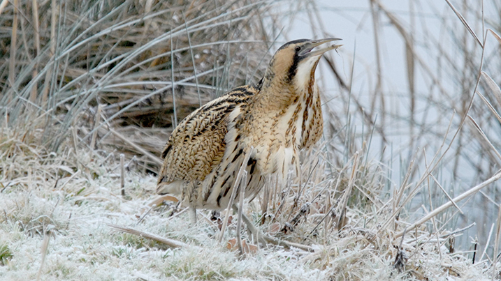 What wildlife to see in wetlands in winter