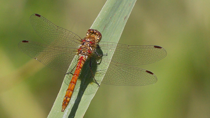 Dragonflies at Steart Marshes