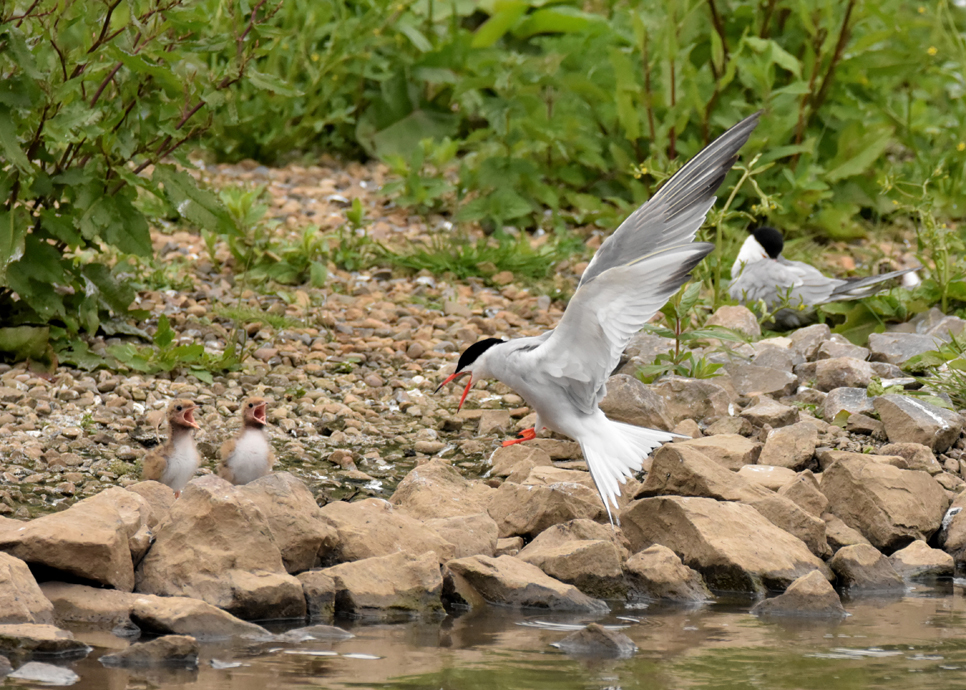 WWT Washington achieves ‘TOP 10’ status for UK common tern populations