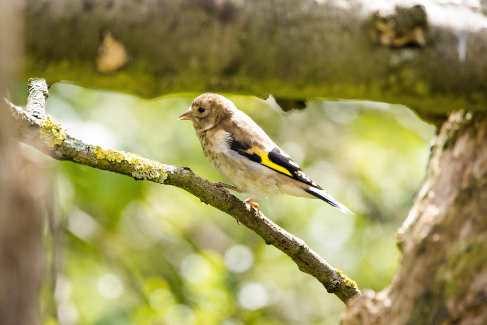Goldfinch juvenile.jpg