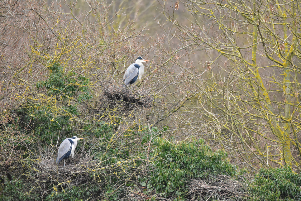 Grey heron in nests.jpg