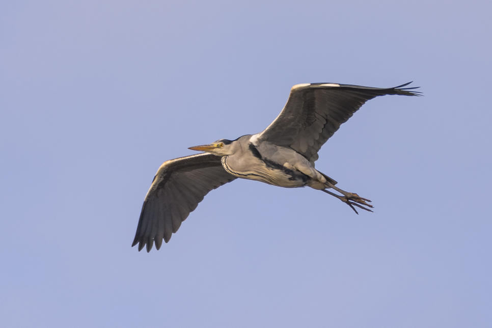 Grey heron.jpg