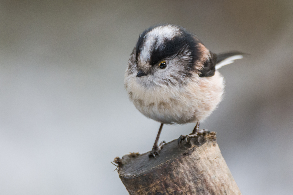 Long tailed tit.jpg