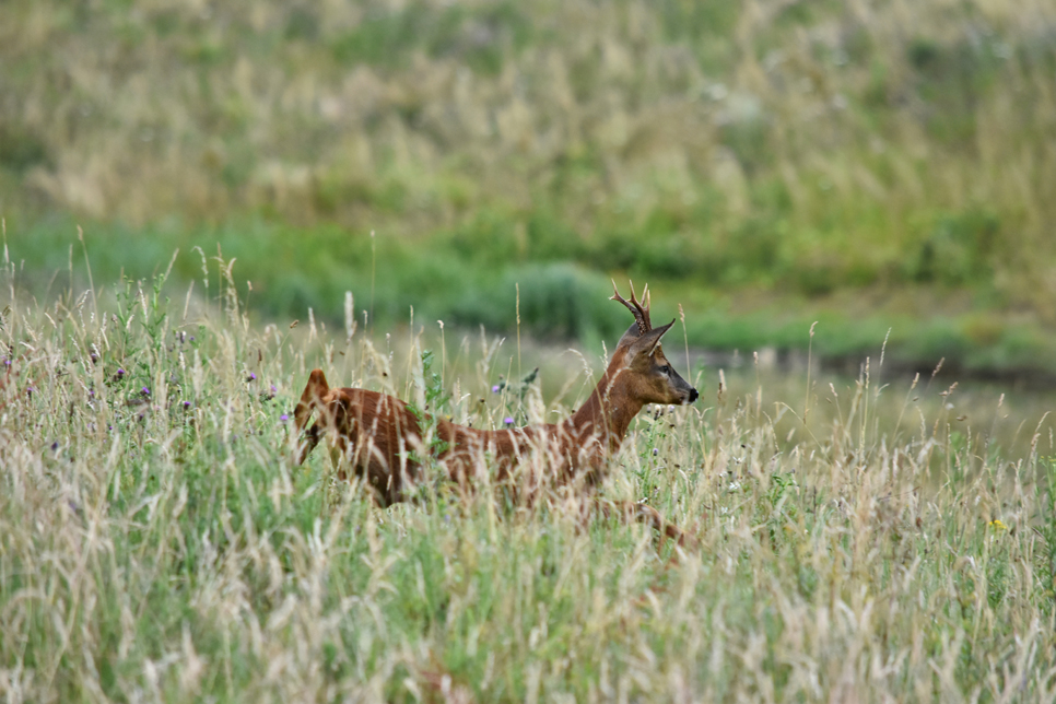 Roe deer.jpg