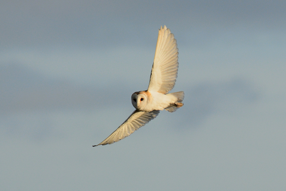 Bat & Barn owl evening