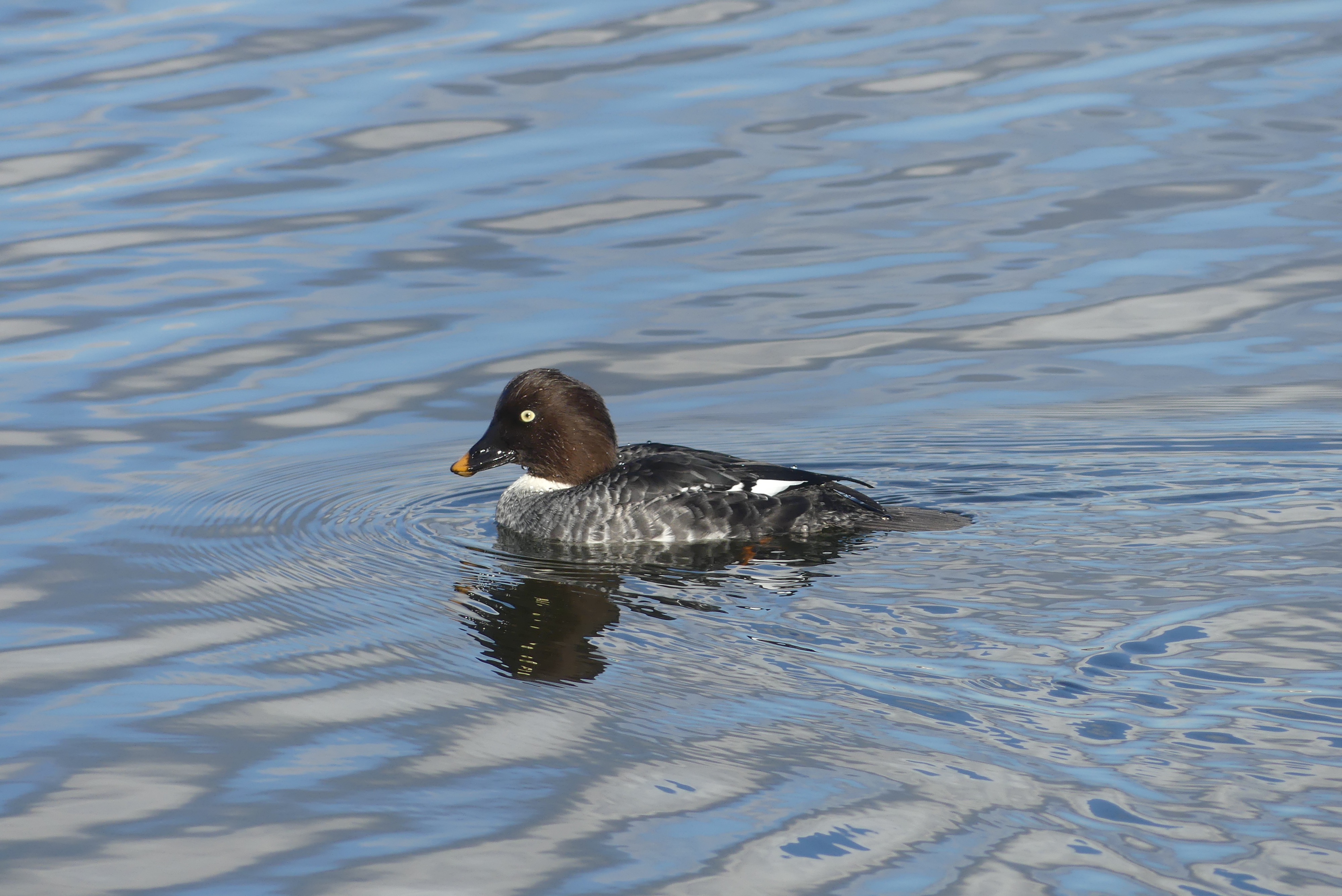 Goldeneye showing well on the reservoir lagoon