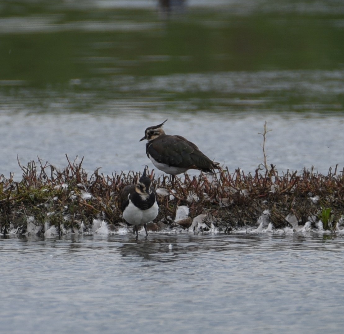 Wildlife Sightings for 20th January 2025