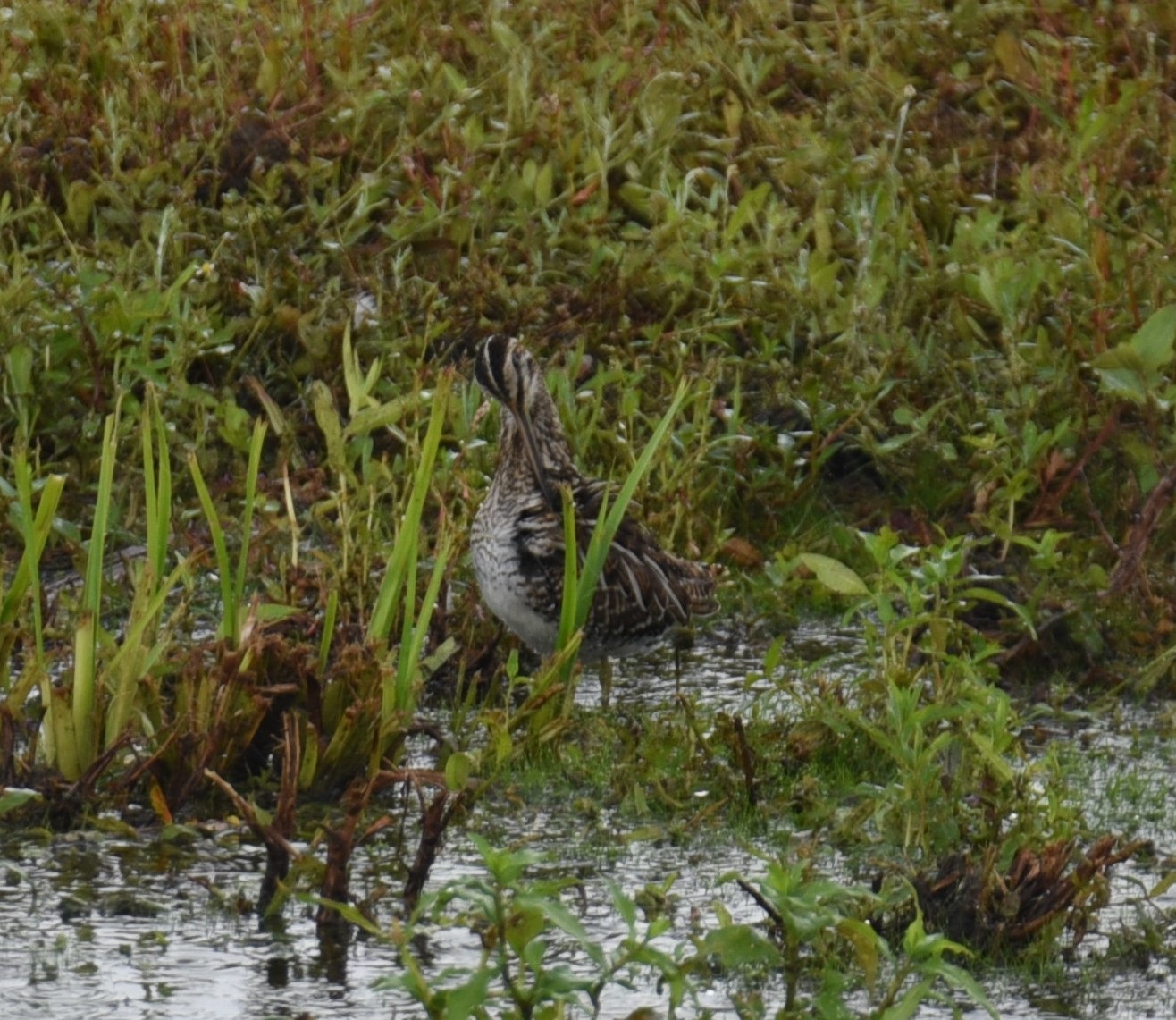 Wildlife sightings for 2nd June 2024