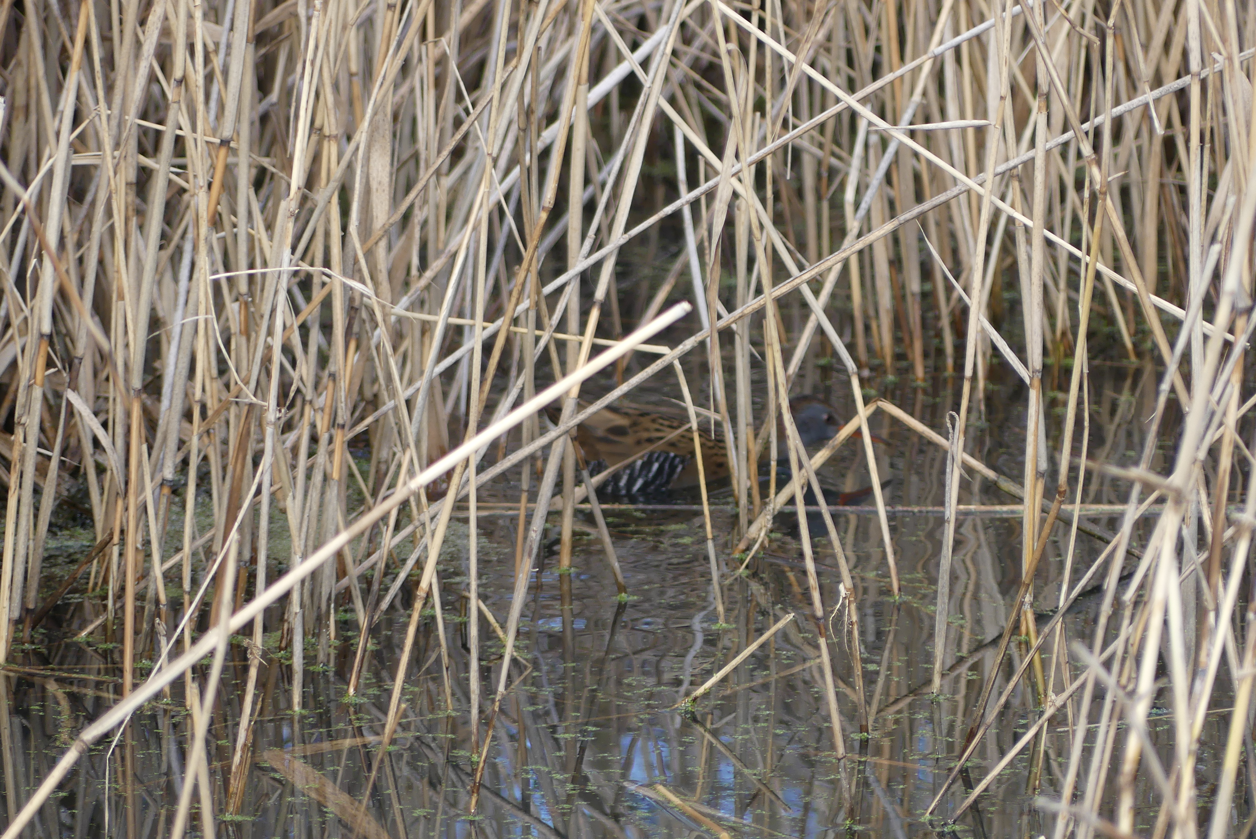 Wildlife Sightings for 2nd October 2025