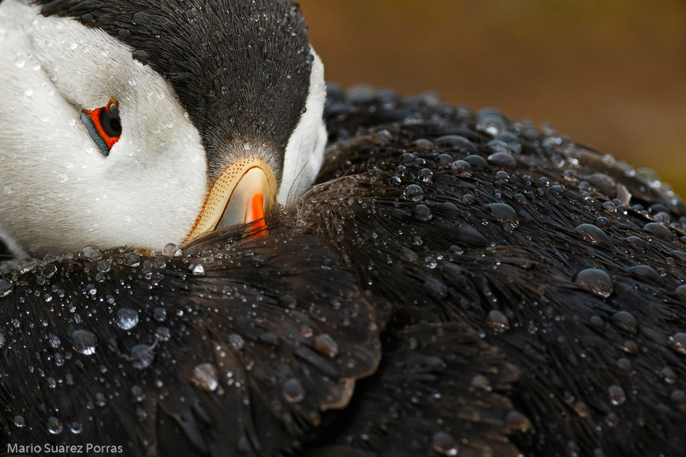 Bird Photographer of the Year Exhibition