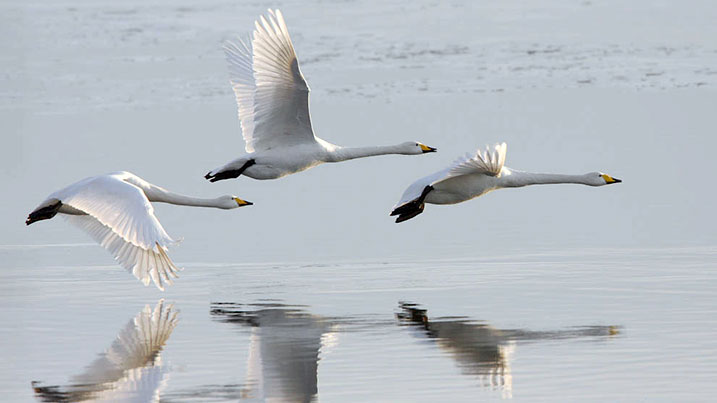 Whooper swans flying