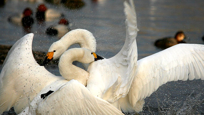 Warring Bewick's