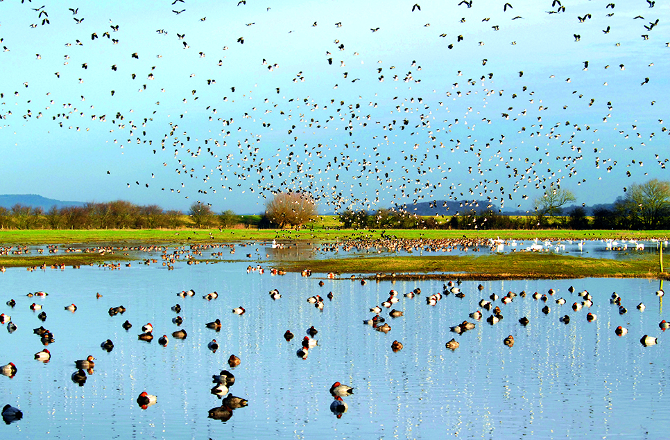 View: Be Wild this Winter