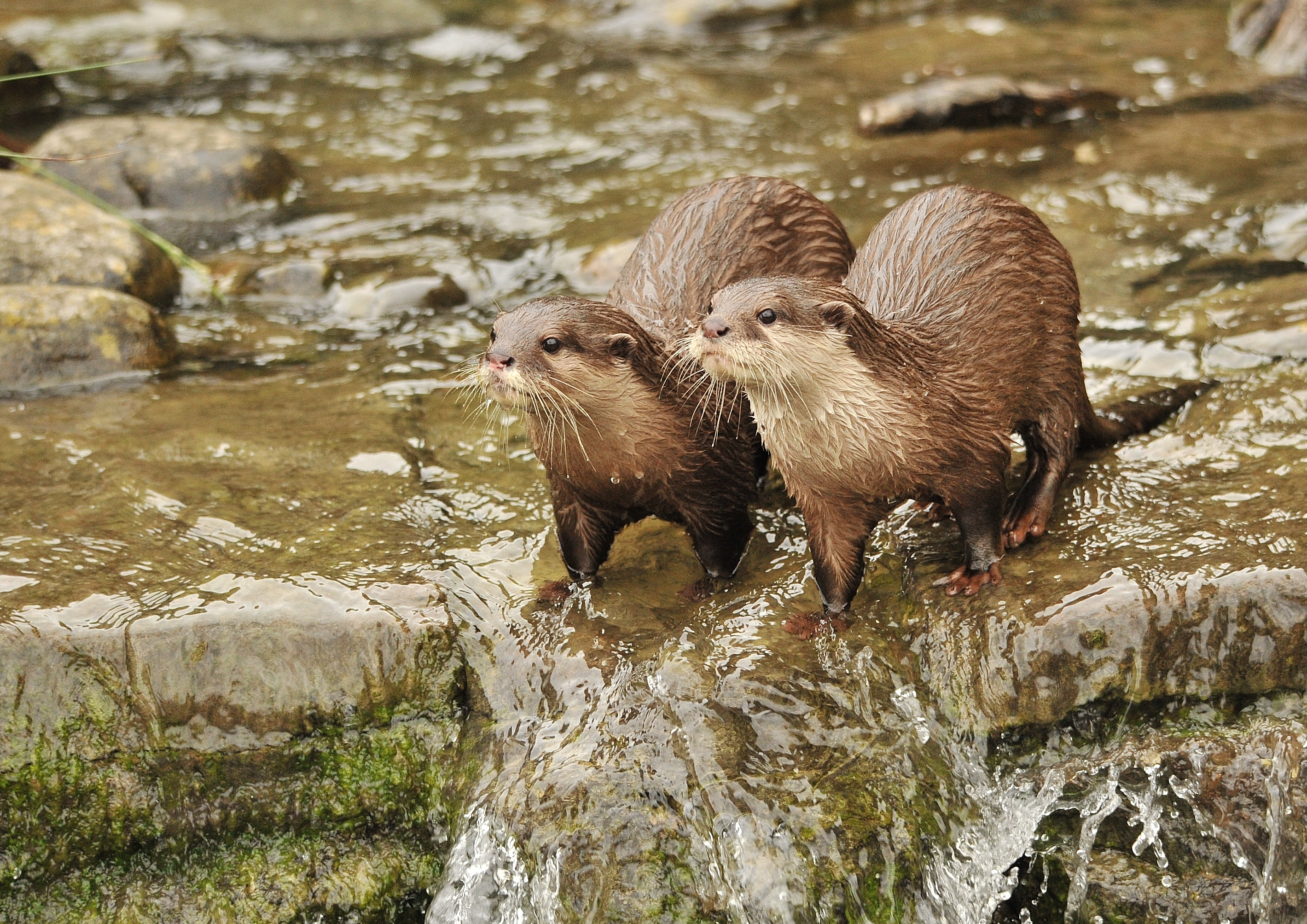 View: Meet the Otters