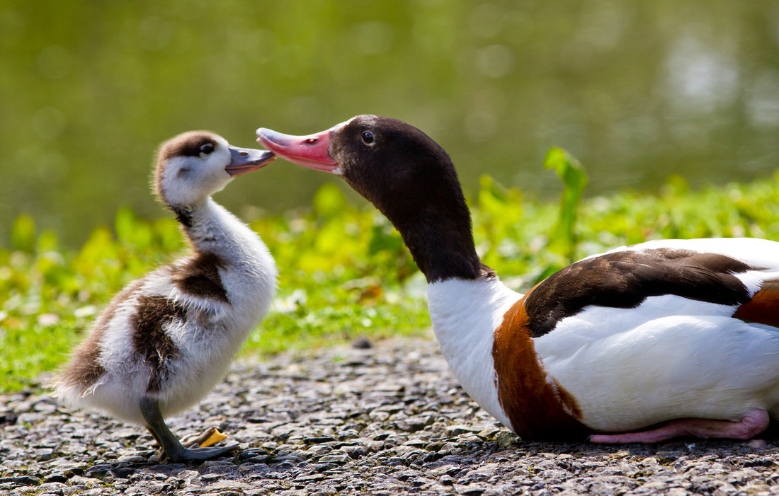 Fluffy Duckling Week