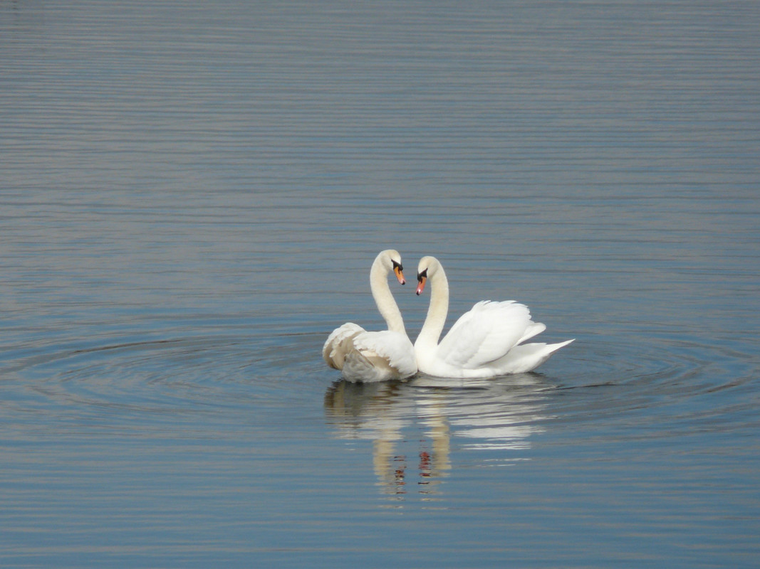 Valentine's day birding
