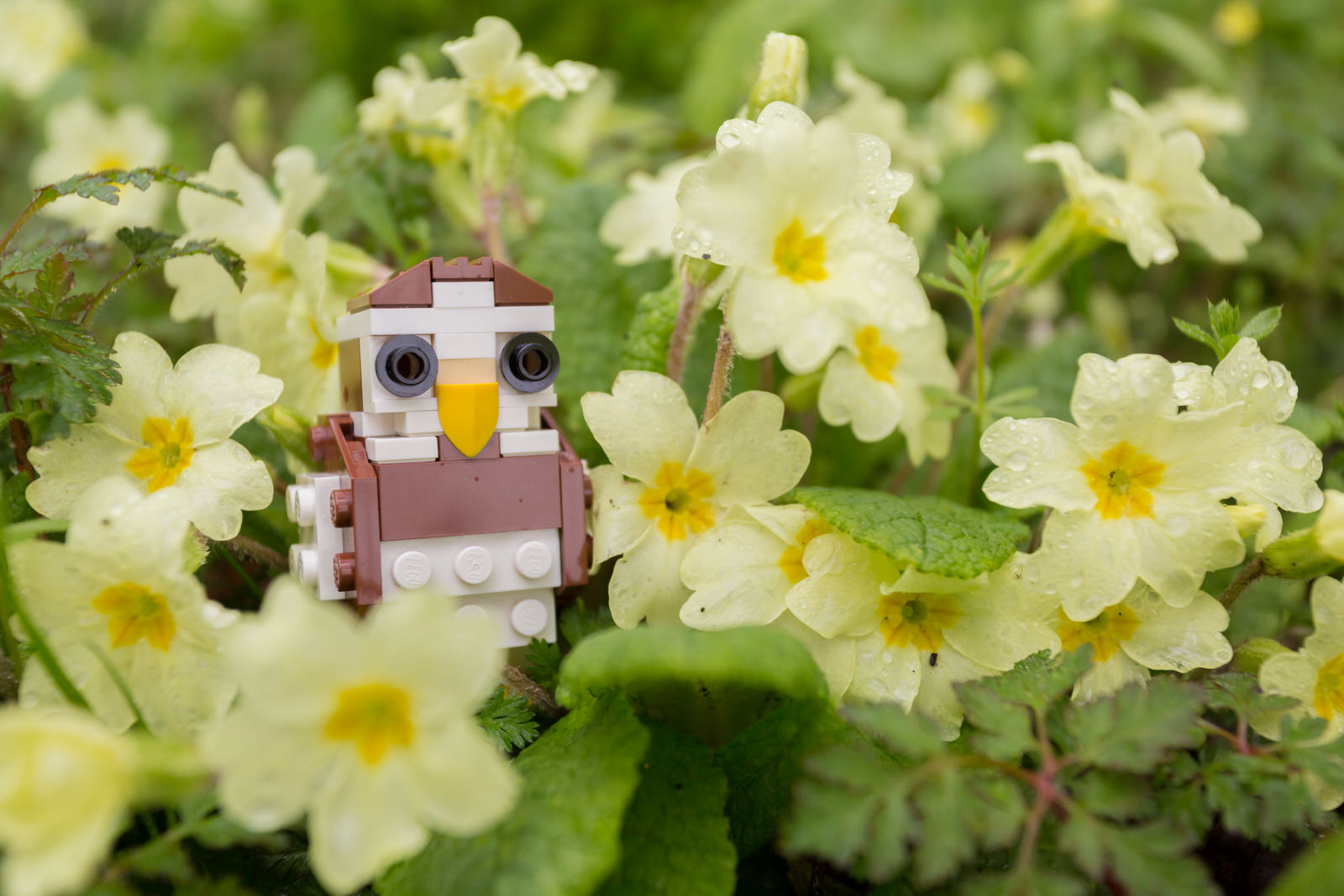 Giant LEGO® Brick Workshops