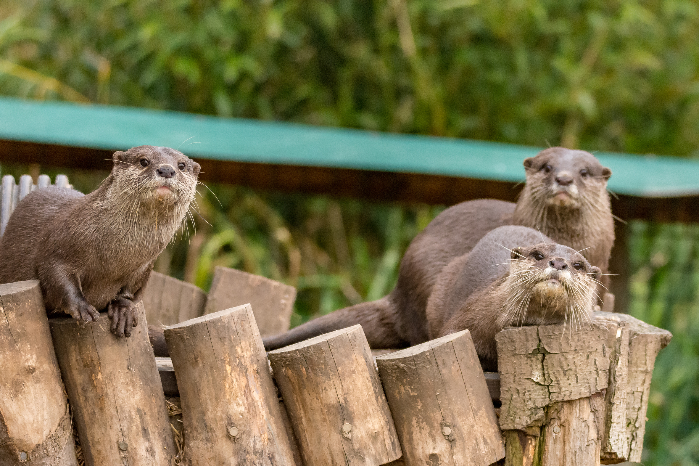 View: Daily otter feed