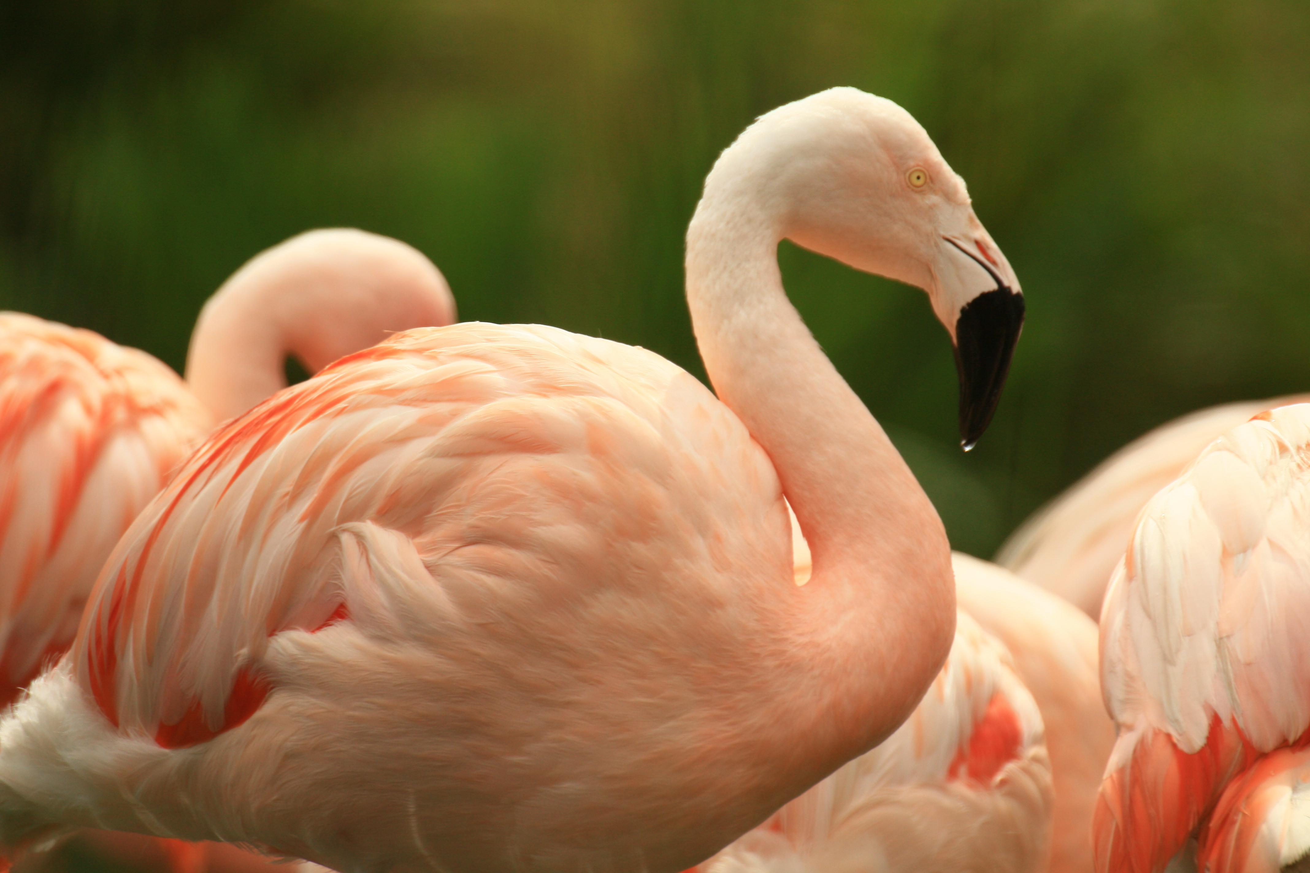 View: Daily flamingo talks