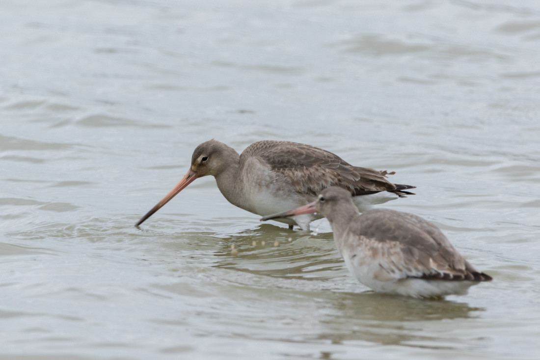 Wildlife Sightings for 14th March 2024