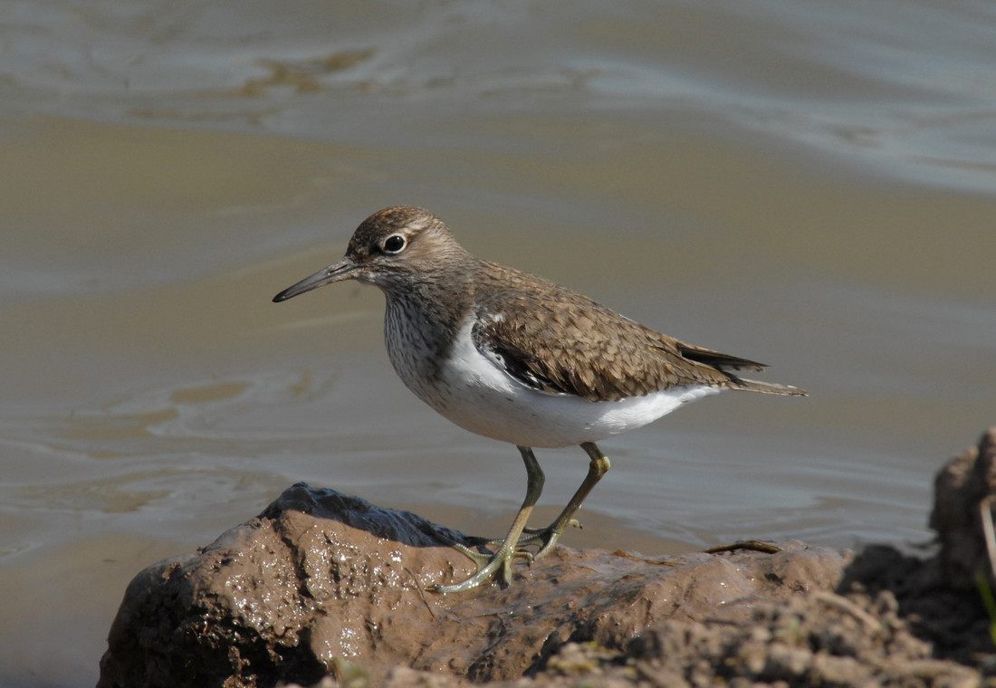 Wildlife Sightings for 14th April 2024