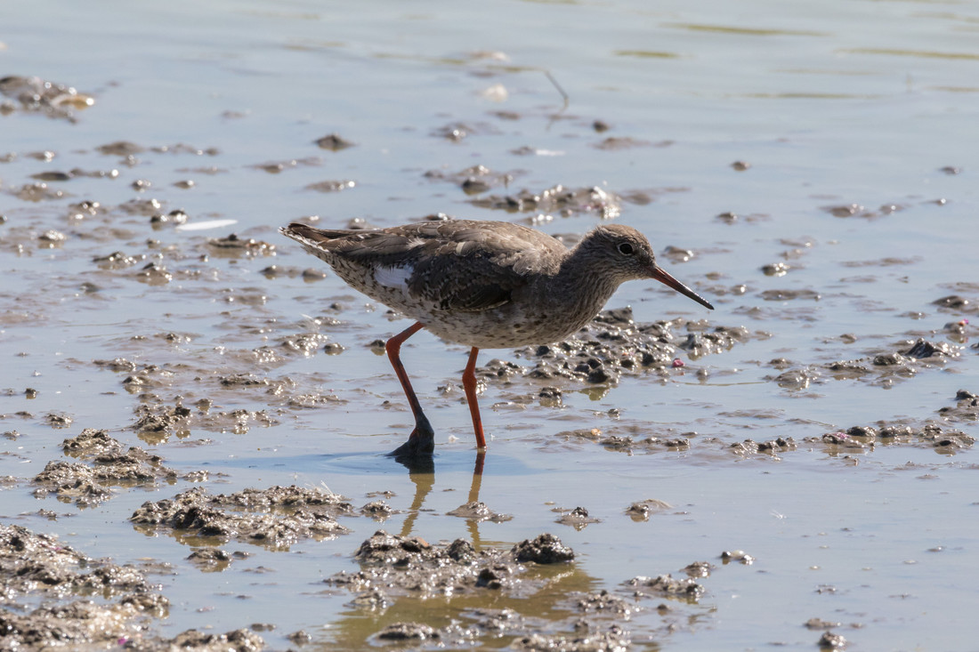 Wildlife Sightings for 12th March 2024