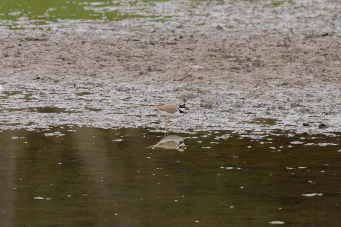 Wildlife Sightings for 6th May 2024