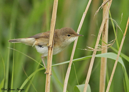 Wildlife Sightings for 14th April 2024