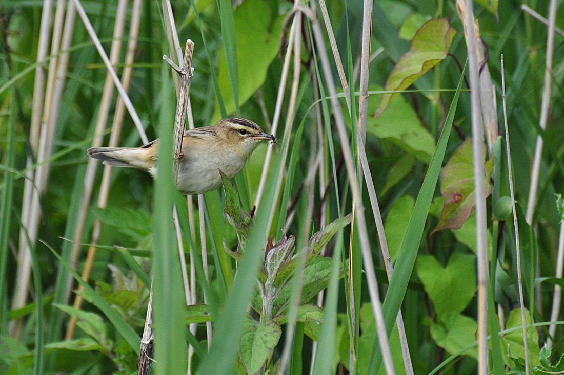 Wildlife Sightings for 10th April 2024