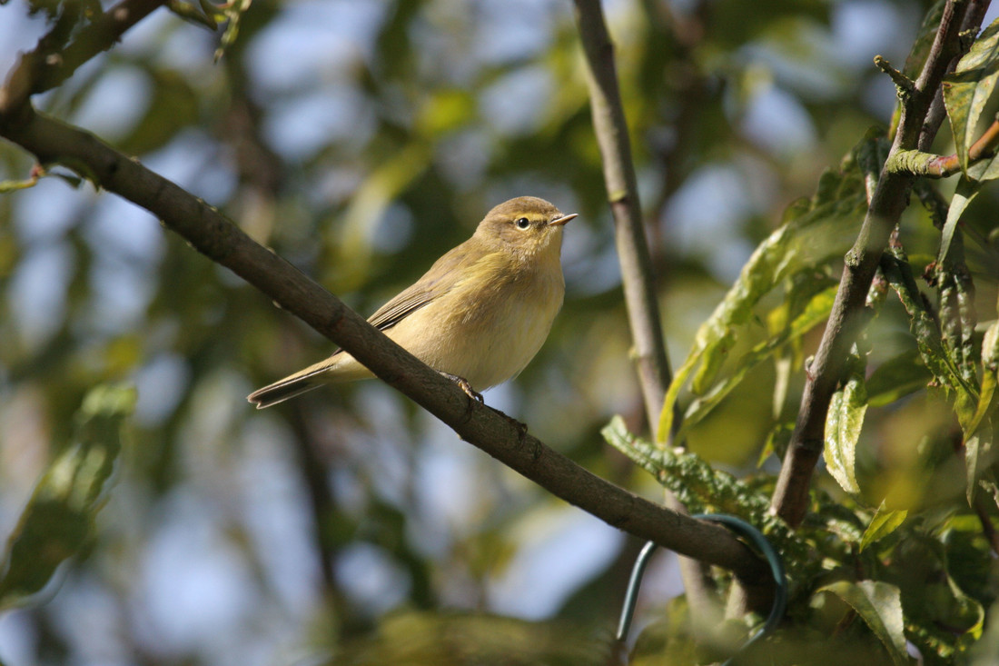 Wildlife Sightings for 20th February 2024