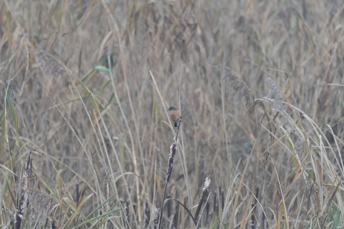 Wildlife Sightings for 24th March 2024